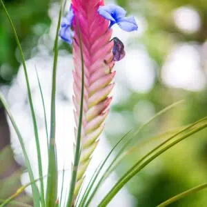 flore, flower background, flower, nature, flower wallpaper, flora, beautiful flowers, bloom