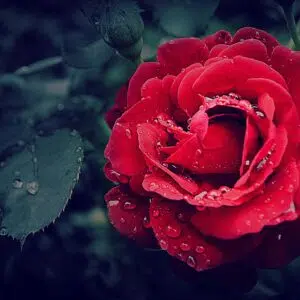 cœur